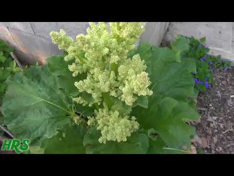 Vídeo: Plantar llavors de ruibarbre: com fer créixer plantes de ruibarbre a partir de llavors