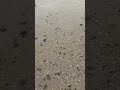 Finding Fossils along the shore.