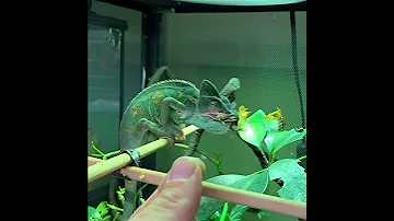 Chameleon Eats A Cricket 