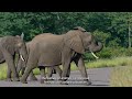 How are humans affecting wildlife?