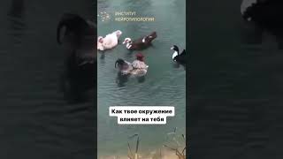 Водоплавающий Петух🤓