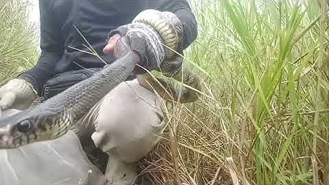 Mới cái đầu mở màng mà đã hốt được cặp vện khủng rồi #conglongbong 