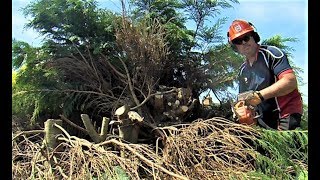 How To Reduce A Conifer Hedge With A Chainsaw,