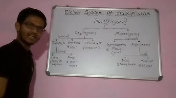 EICHLER SYSTEM OF CLASSIFICATION FOR PLANTS 🌱🌳| CLASSIFICATION CHART OF PLANTS 🌿🍀|YOUTUBE VIDEOS