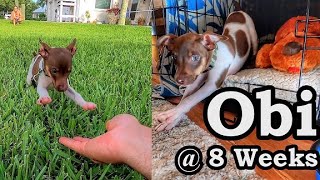 A Fun Day with Obi The Rat Terrier Puppy (8 Weeks Old)