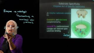 Biochem lecture chapter 6 part I