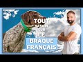 Race de chien Braque Français : caractère, dressage, comportement, santé de ce chien de race...