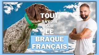 Race de chien Braque Français : caractère, dressage, comportement, santé de ce chien de race...