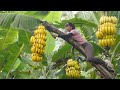 Harvesting banana goes to market sell vegetable care  tiu vn daily life