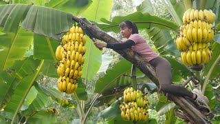 Harvesting Banana Goes To Market Sell, Vegetable Care  Tiểu Vân Daily Life