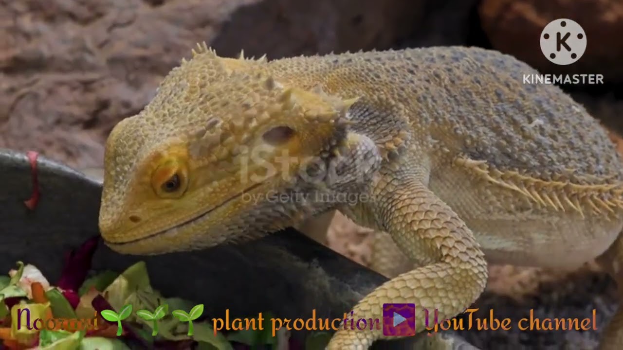 Attractive Women with lizard🦎