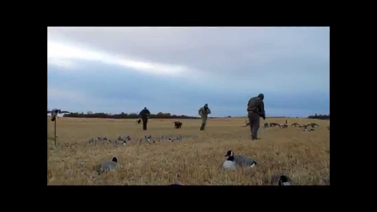 goose hunt lloydminster YouTube