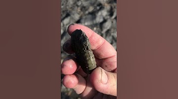 Charmouth beach big Ammonite 😮 #fossil #fossilhunting #fossildiscovery #beach