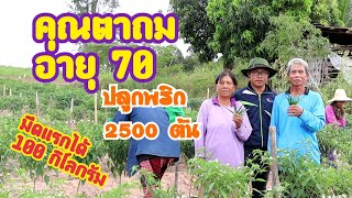 #พริก คุณตาวัย 70 ปลูกพริกส่งออก 2500 ต้น เห็นเงินก้อนแรกดีใจมาก #เกษตร #ปุ๋ย #เกษตรออนไลน์2022