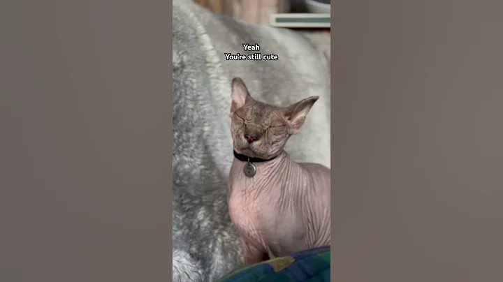 Video 10143331: sphynxcat cat pets, cat sphynxcats funny, cats kitten cutecat catlovers, cutecats furry
