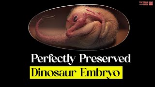 Perfectly Preserved Dinosaur Embryo