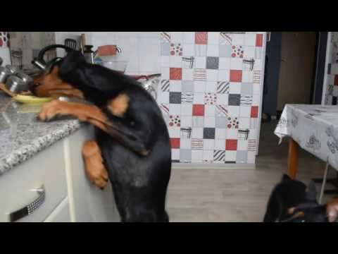 Videó: Pinscher