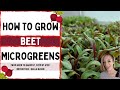 Bulls Blood & Detroit Beet Mix - How to Grow Microgreens - On The Grow - Full Walkthrough