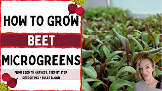 Bulls Blood & Detroit Beet Mix - How to Grow Microgreens - On The Grow - Full Walkthrough screenshot 4