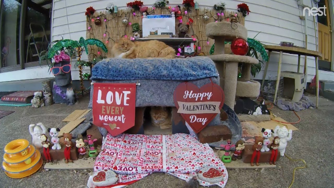 cat condo 2 mod apk Our feral cats utilize the blanket fort like it's bunk beds (M3FC 0903)