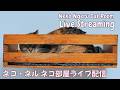 【ネコ・ネル ねこ部屋配信】NN Cat Room Live Streaming 260905