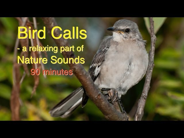 Bird Calls of Nature Sounds class=