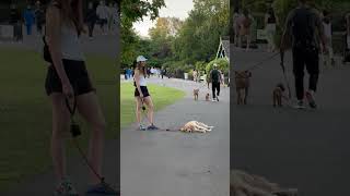 Golden Retriever's Playful Refusal to Leave Park