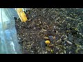Beginning of video