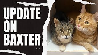 Update on Baxter the Catatonic Cat