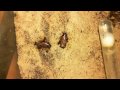 P. diversus eating 2 Blaptica dubias in 20 hours