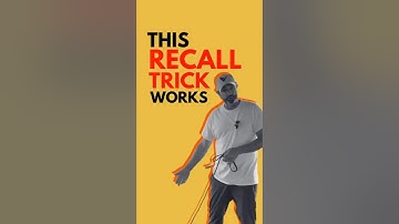 Reliable Recall: Teach Your Dog to Come Every Time Using Positive Reinforcement