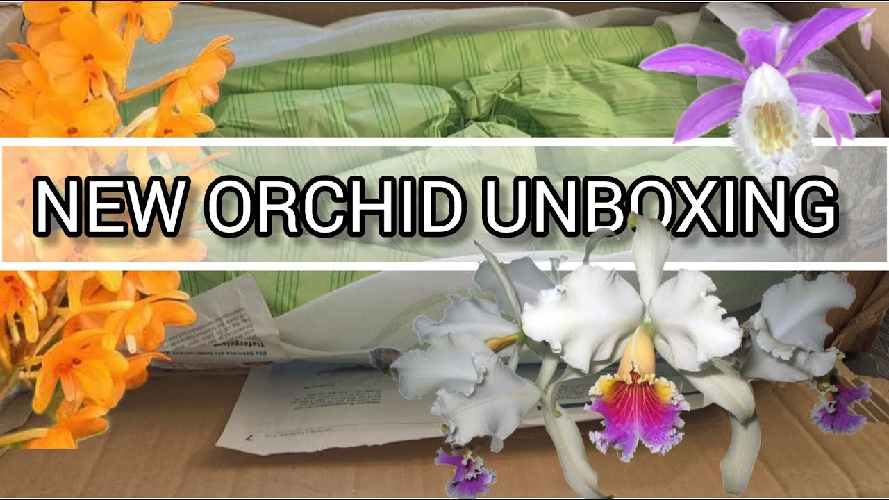 NEW GROßRÄSCHENER ORCHID HAUL AND UPDATES