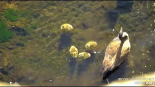 Decorah Eagle Nest~Jump DayAll 6 Goslings Have Jumped Off N1 Eagle Nest_41524