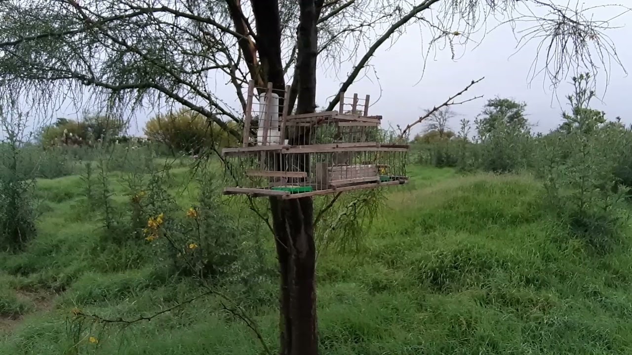 ESPECIAL 800 SUBS! Salidita al campo varias capturas! Mostrando mis pajaros!