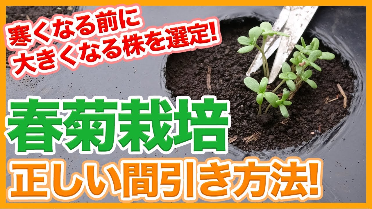 Tips For Growing Large Garland Chrysanthemums From A Japanese Farmer Youtube