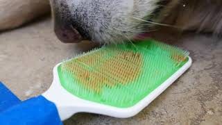 Dog ASMR - 8 Hours Licking Orapup Tongue Cleaning Brush Covered In Peanut Butter Taped To Tile Floor