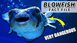 Pufferfish Facts: facts about the BLOWFISH 🐡 Animal Fact Files