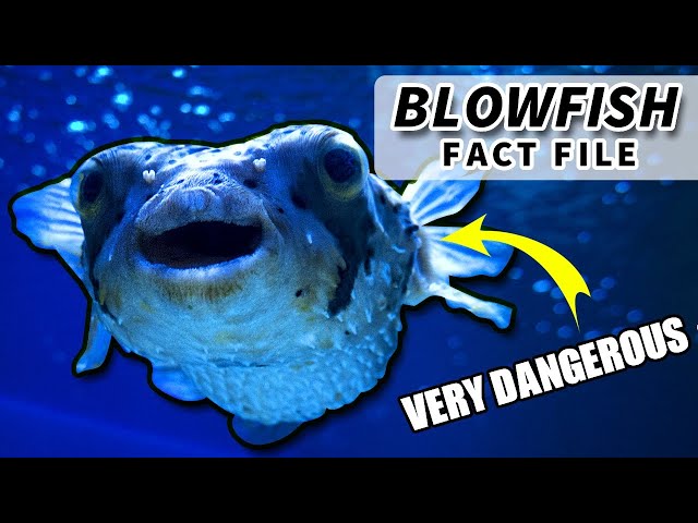 9 Bizarre Facts About Blobfish That You Should Know - The Fact Site