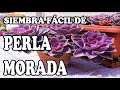 Perla morada (Echeveria &#39;Perle von Nurnberg&#39;)