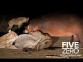 Lions and hippo eat eland with hungry hyenas