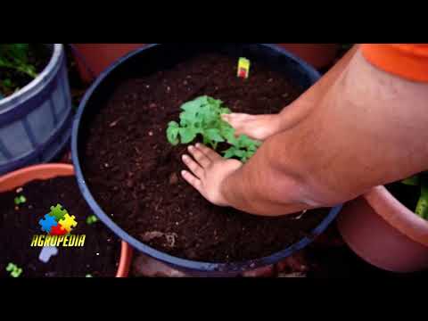 Video: Plantarea Agrișelor: Cum Să Plantați Răsaduri în Câmp Deschis? Ce Distanță Ar Trebui Să Existe între Bucșe? Este Mai Bine Să Plantați Primăvara Sau Toamna?