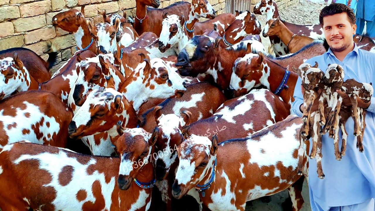 Babri bakriyan : مہنگی نسل کی بکریاں : Pakistan mein yah nasl kam hai بربری  barbari Bakri ki