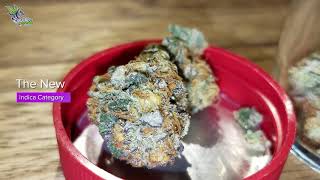 Viewing Entries at De Republiek Coffeeshop • Jack Herer Cup Amsterdam 2020