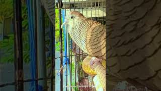Zebra Dove Sound for Relaxation | Calming Nature Sound to Relieve Stress 078