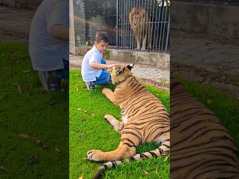 Video: Žive li tigrovi u prašumi?