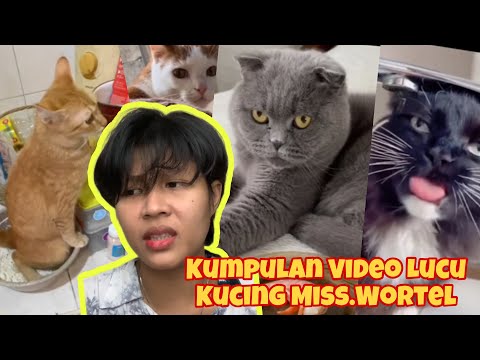 Video: Berapa Banyak Haruskah Saya Memberi Makan Kucing Saya?