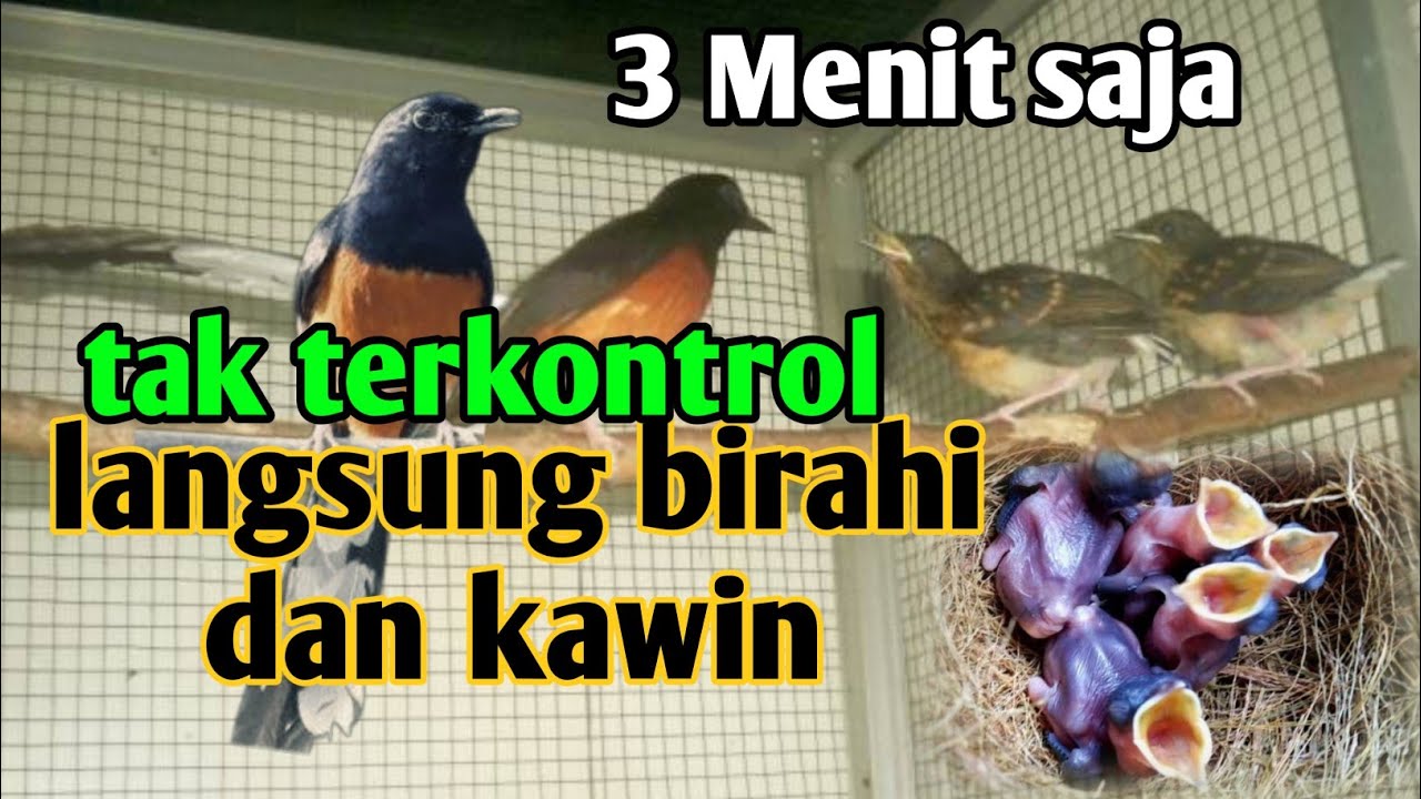 menaikkan birahi murai batu dengan pancingan suara murai batu kawin || suara murai kawin
