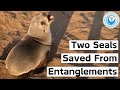 Two seals saved from entanglements