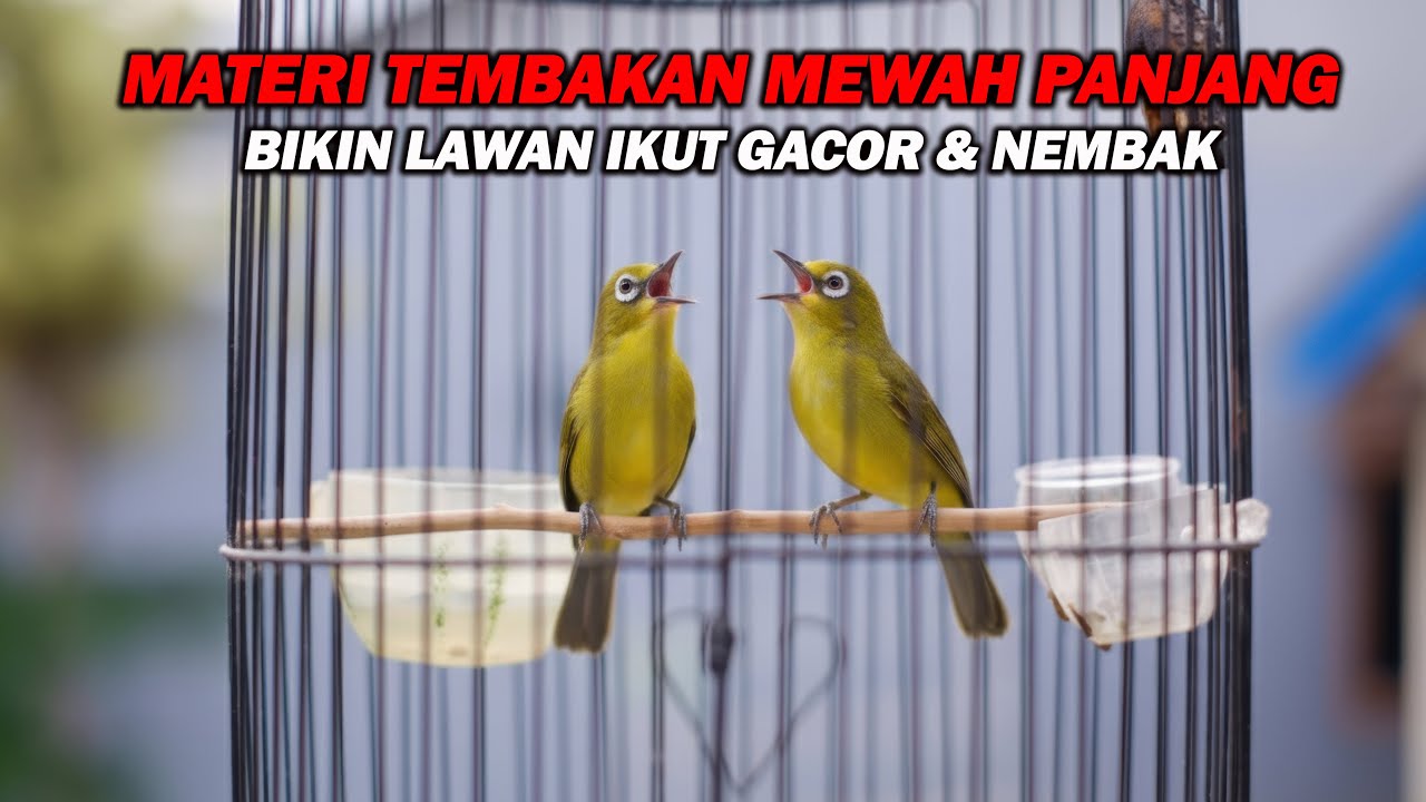 PANCINGAN PLECI MATERI MEWAH NEMBAK PANJANG PALING DICARI