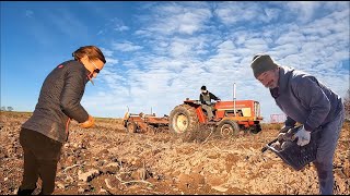 POTATO EMERGENCY!